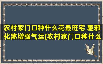 农村家门口种什么花最旺宅 驱邪化煞增强气运(农村家门口种什么花最旺宅，驱邪化煞增强气运)